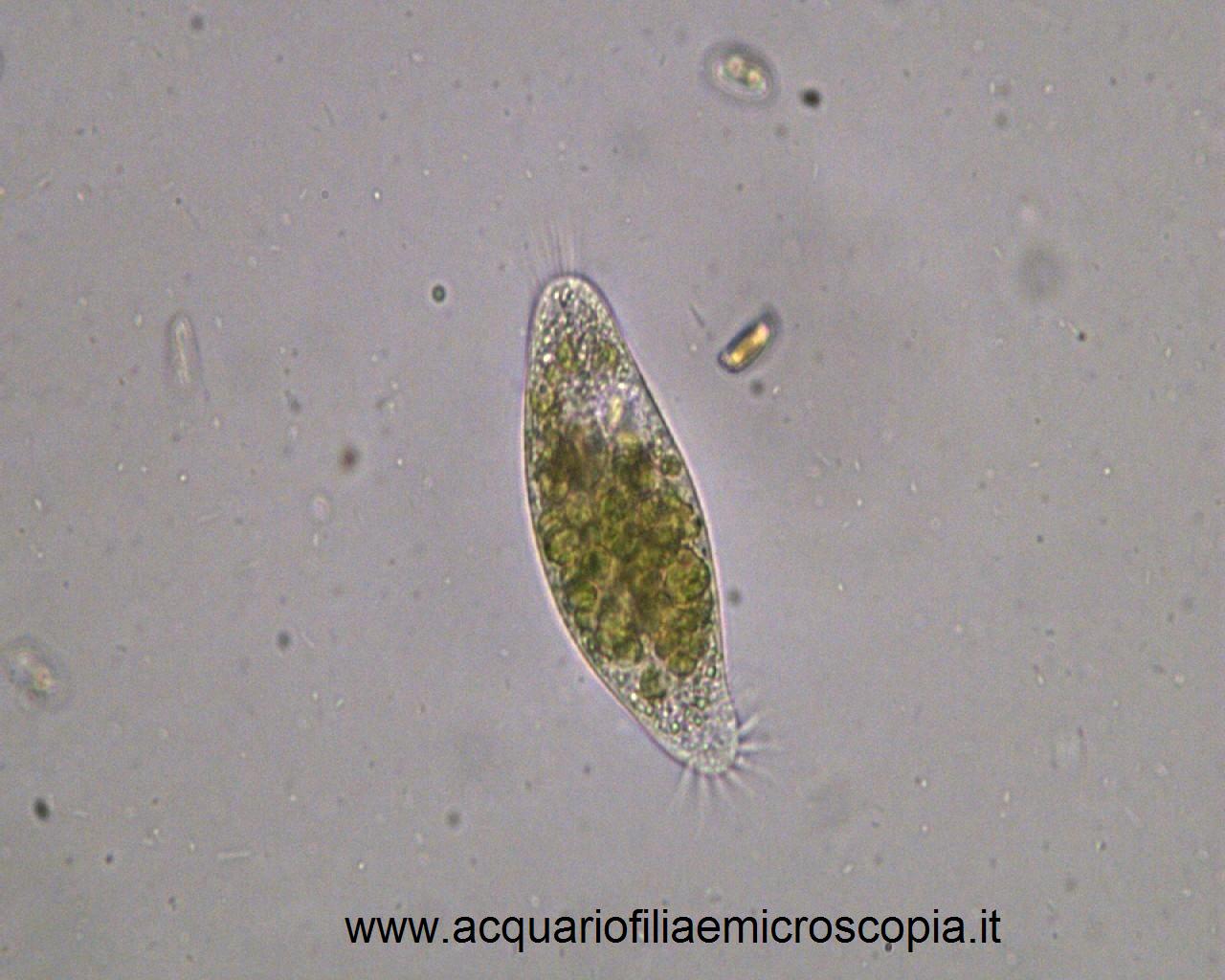 Microscopia delle acque astatiche del Bosco di Foglino